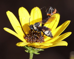 Triepeolus concavus