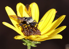 Triepeolus concavus