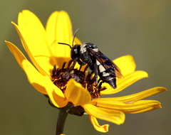 Triepeolus concavus