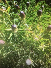 Leucadendron coniferum