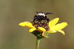 Triepeolus concavus
