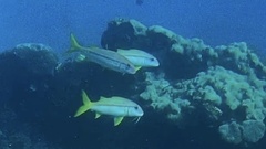 Mulloidichthys vanicolensis