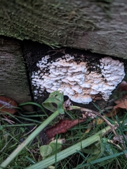 Basidioradulum radula