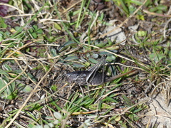 Antaxius florezi