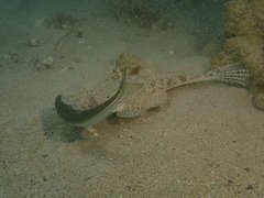 Cymbacephalus bosschei
