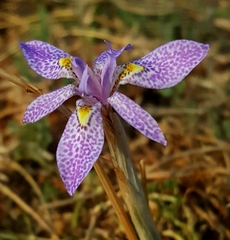 Moraea simulans