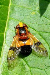 Volucella inflata