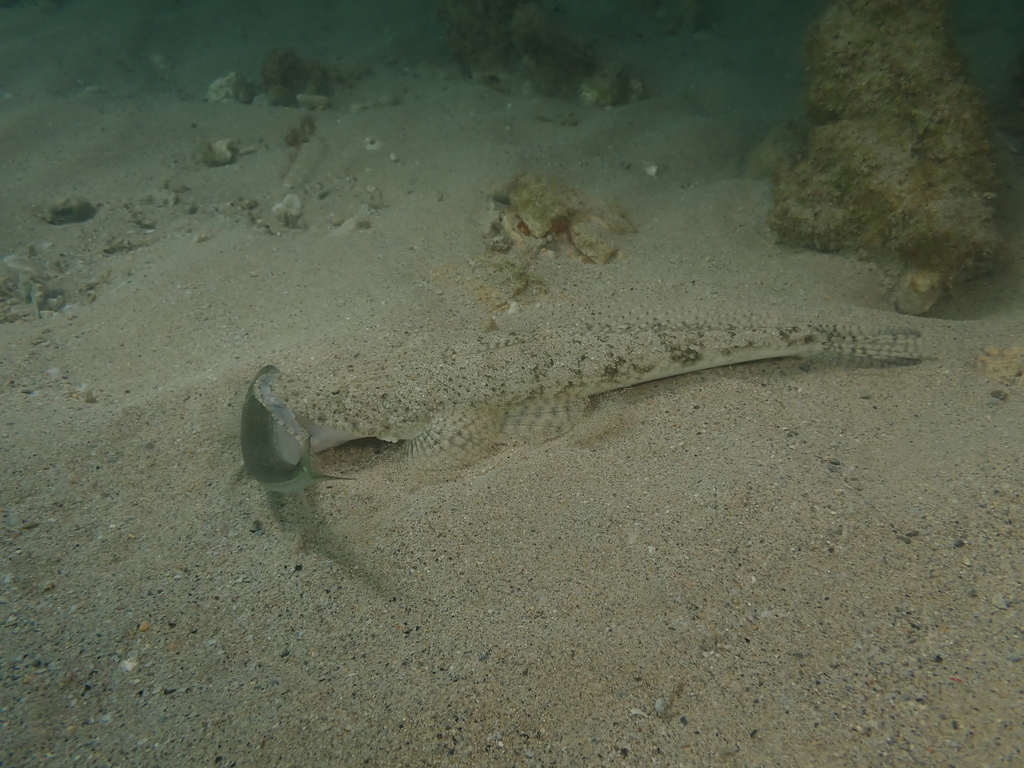 Banka-platkopvis (Cymbacephalus bosschei) — Platycephalidae