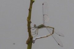Lestes forficula