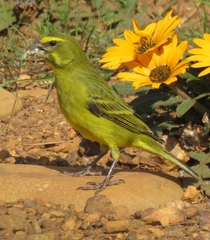 Crithagra sulphurata