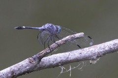 Micrathyria aequalis