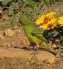 Crithagra sulphurata