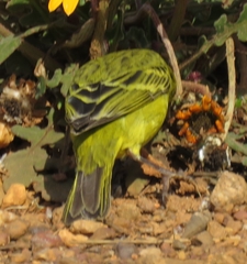 Crithagra sulphurata