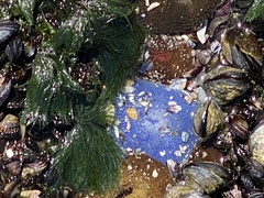 Bunodactis reynaudi