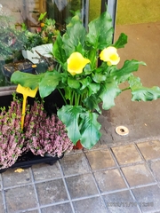 Zantedeschia aethiopica