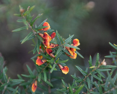 Bossiaea rosmarinifolia