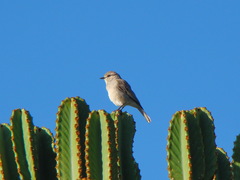 Bradornis microrhynchus