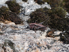 Antaxius florezi