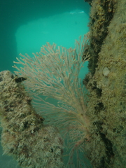 Melithaea