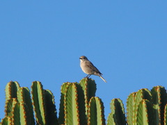 Bradornis microrhynchus