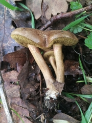 Pseudoboletus parasiticus