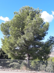 Pinus halepensis