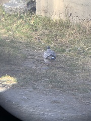 Columba leuconota