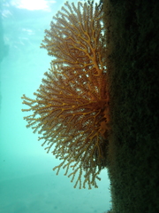 Melithaea