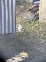 Columba leuconota