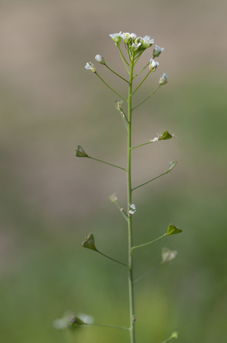 Trikertė žvaginė nuotrauka