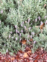 Lavandula dentata