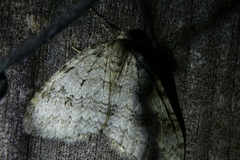 Epirrita dilutata