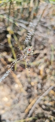 Argiope australis