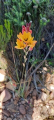 Ixia dubia