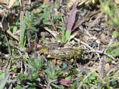 Chorthippus binotatus