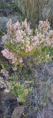 Erica hirtiflora