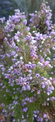 Erica hirtiflora