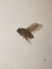 Drosophila repleta