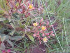 Jatropha schlechteri setifera