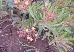 Jatropha schlechteri setifera
