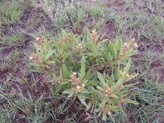 Jatropha schlechteri setifera