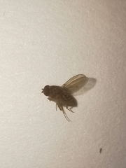 Drosophila repleta