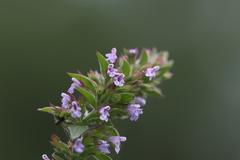 Dracocephalum thymiflorum