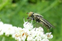 Riponnensia splendens