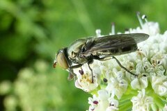 Riponnensia splendens