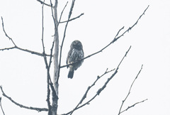 Glaucidium gnoma