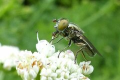 Riponnensia splendens