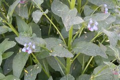 Symphytum officinale