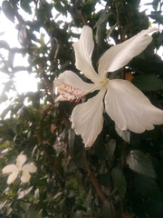 Hibiscus arnottianus