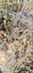 Argiope australis